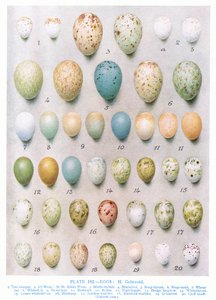 Munat:Vihervarippo:Kultavarpu jne., kuvitus Kirkman und Jourdainin teoksesta "British Birds", 1966